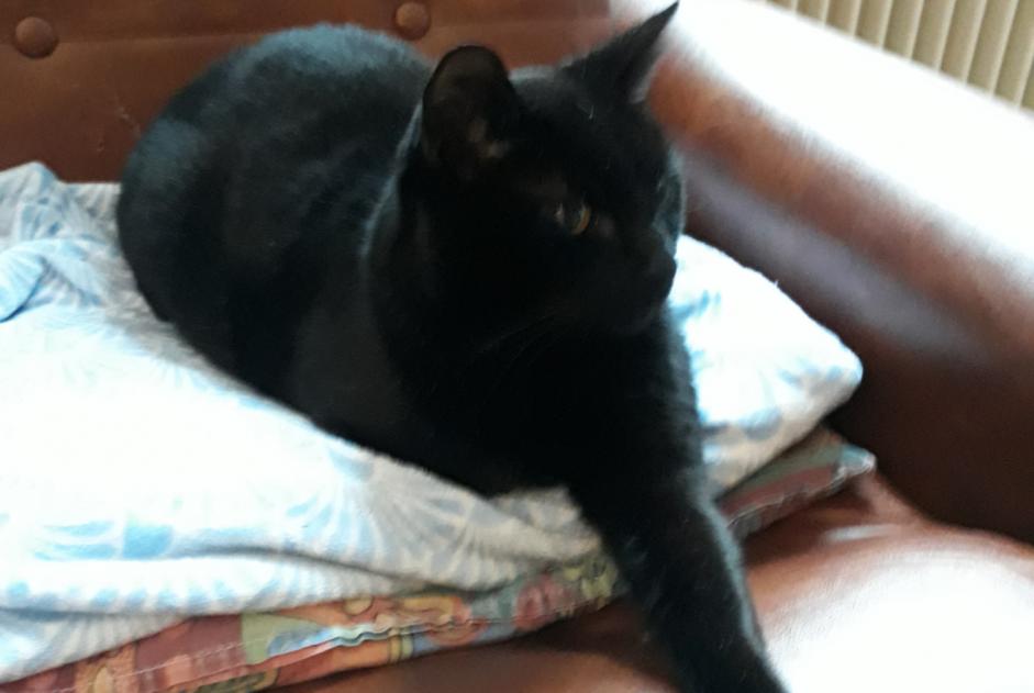 Disappearance alert Cat miscegenation Male , 12 years Villeneuve-d'Ascq France