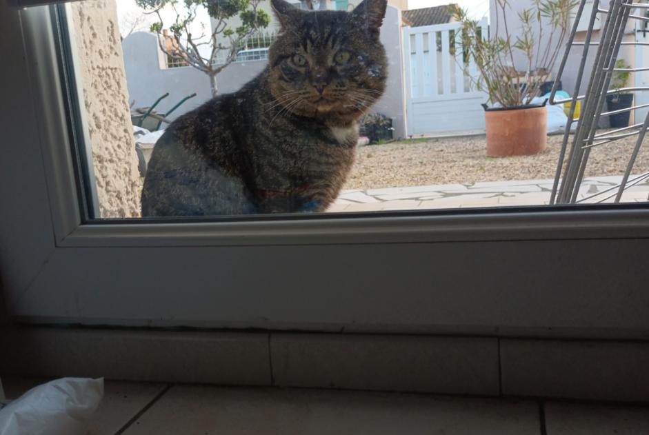 Discovery alert Cat Unknown Narbonne France