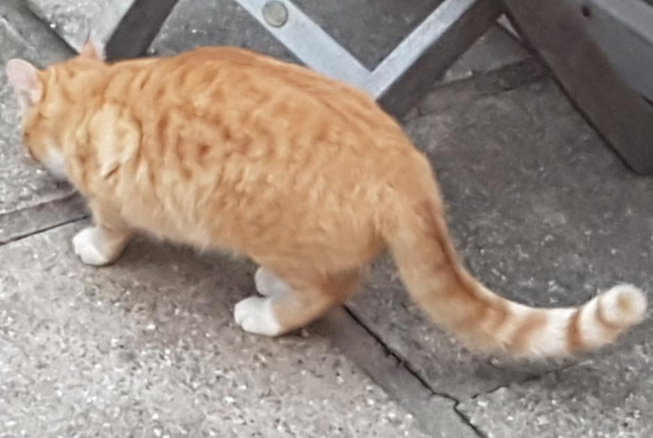 Alerta de Desaparición Gato  Macho , 7 años Cers Francia