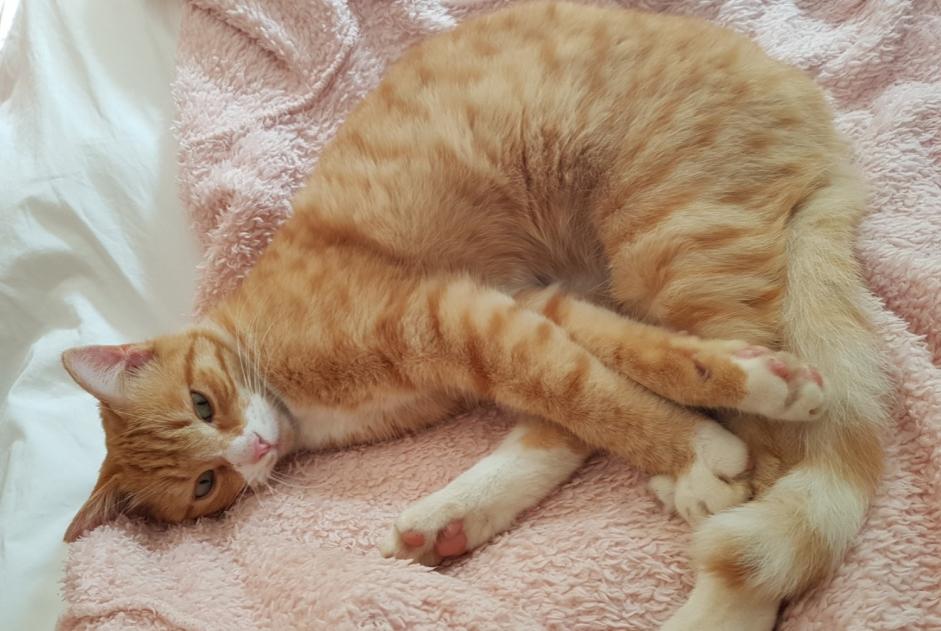 Alerta de Desaparición Gato  Macho , 7 años Cers Francia