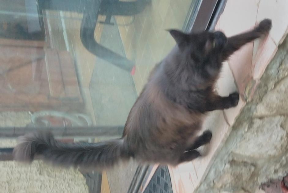 Alerta de Desaparición Gato  Hembra , 10 años Le Beausset Francia