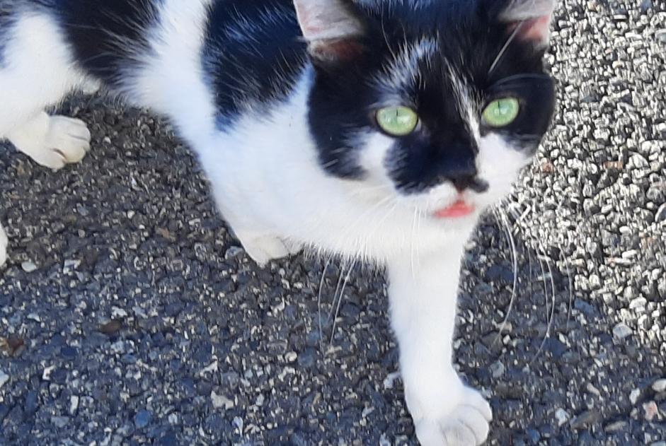 Alerta de Desaparición Gato cruce Macho , 3 años Toulouse Francia