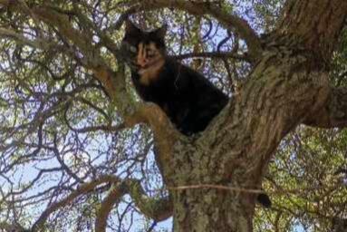 Alerta de Desaparición Gato  Hembra , 2 años Allonnes Francia