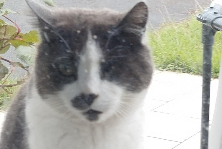 Alerta de Desaparición Gato  Macho , 6 años Souastre Francia