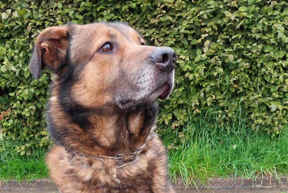 Alerta de Desaparición Perro cruce Macho , 6 años Arlon Bélgica