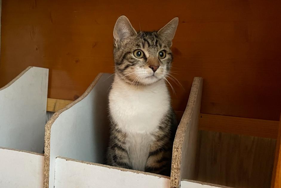 Alerta de Desaparición Gato cruce Macho , 2 años Saint-Sylvestre Francia