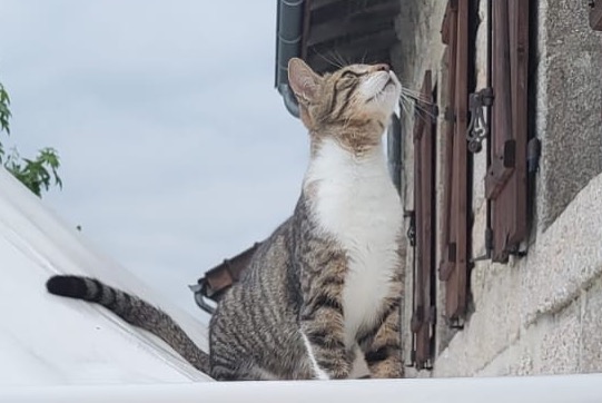 Alerta de Desaparición Gato cruce Macho , 2 años Saint-Sylvestre Francia