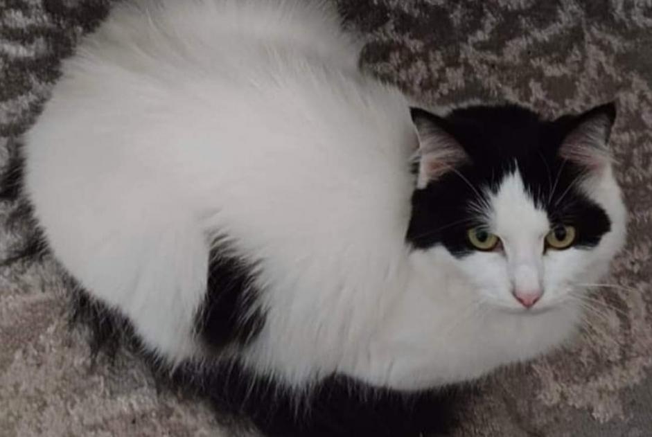 Alerta de Desaparición Gato cruce Hembra , 4 años Maisoncelles-en-Brie Francia