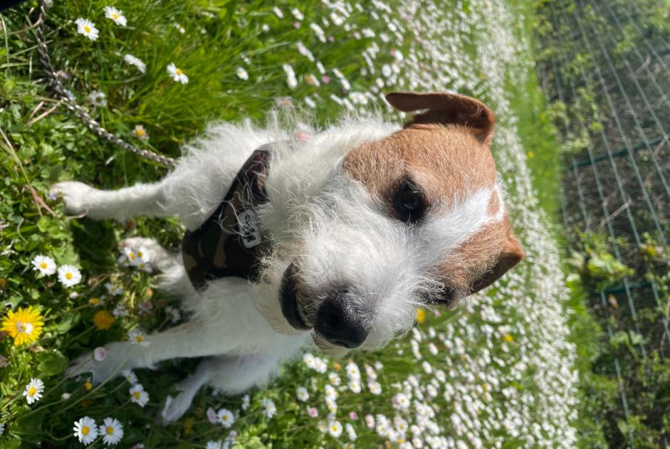 Alerta de Desaparición Perro  Macho , 7 años Noisiel Francia