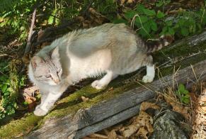 Alerta de Hallazgo Gato Hembra Le Pompidou Francia