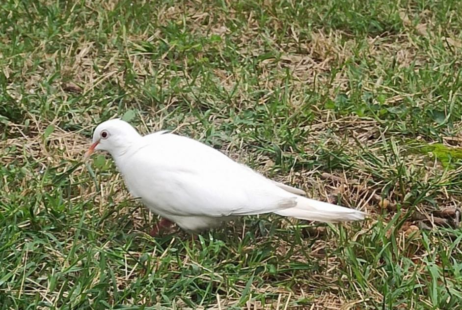 Alerta de Hallazgo Pájaro Desconocido Lyon Francia