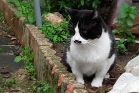 Alerta de Desaparición Gato Macho , 8 años Urbanya Francia