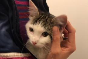 Alerta de Hallazgo Gato Desconocido Molenbeek-Saint-Jean Bélgica