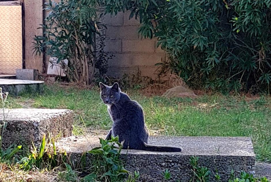 Alerta de Desaparición Gato  Hembra , 7 años Auby Francia