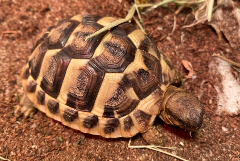 Alerta de Desaparición Tortuga Hembra , 2025 años Frouzins Francia