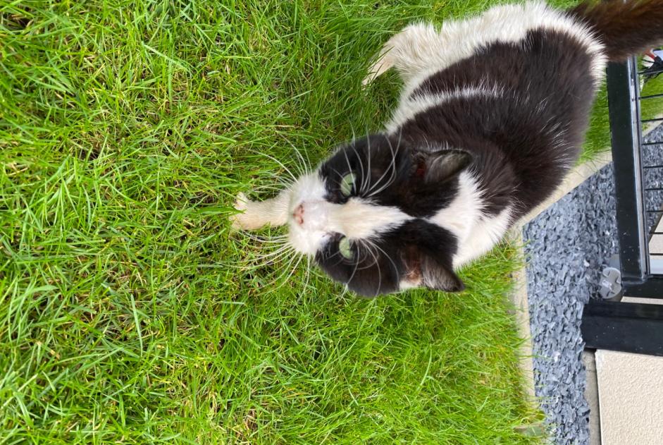 Alerta de Hallazgo Gato Desconocido Marly Francia