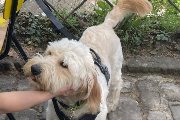 Alerta de Desaparición Perro cruce Macho , 2 años Luxembourg Luxemburgo