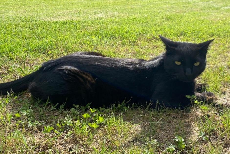 Alerta de Desaparición Gato  Macho , 3 años Montesquiou Francia