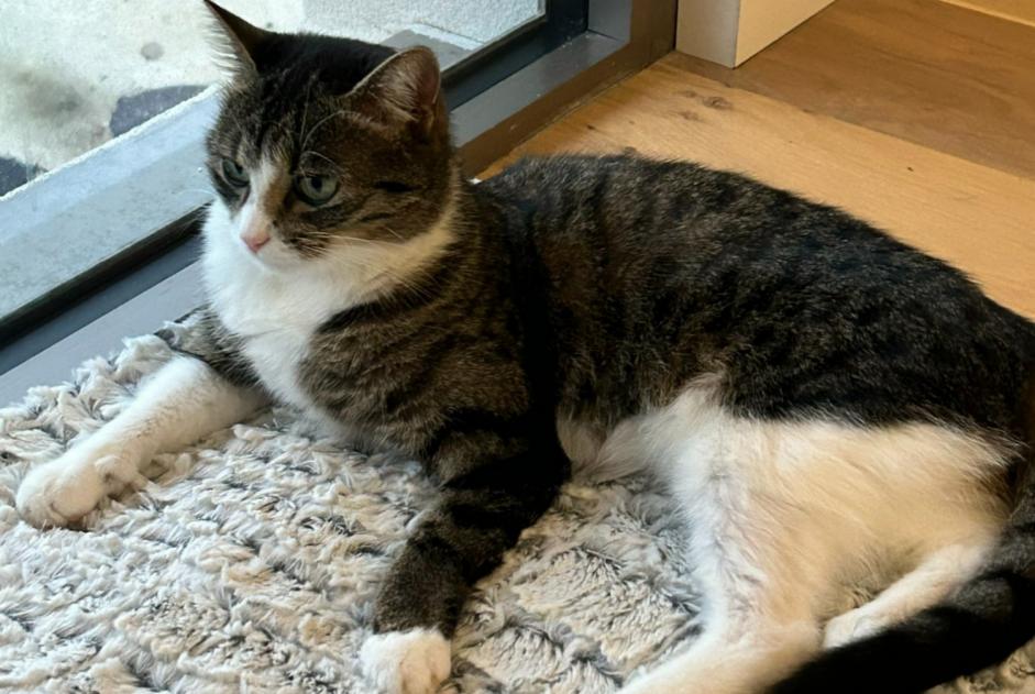 Alerta de Desaparición Gato  Hembra , 3 años Divonne-les-Bains Francia