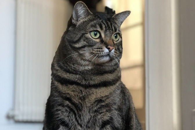 Alerta de Desaparición Gato Macho , 10 años Metz Francia