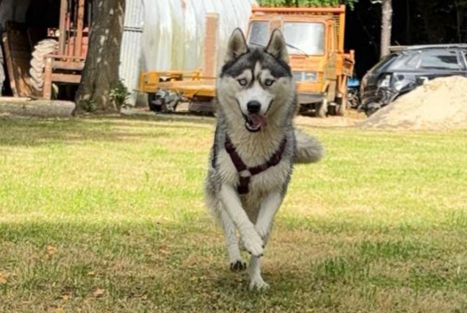 Alerta de Desaparición Perro  Hembra , 1 años Le Passage Francia