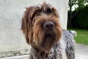 Alerta de Desaparición Perro  Macho , 1 años Saint-Paul-du-Vernay Francia