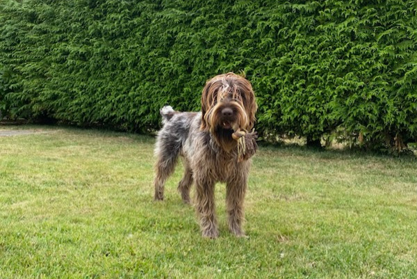 Alerta de Desaparición Perro  Macho , 1 años Saint-Paul-du-Vernay Francia