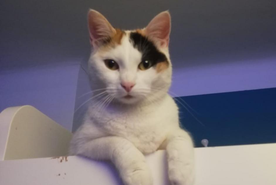 Alerta de Desaparición Gato  Hembra , 3 años Saint-Nazaire Francia