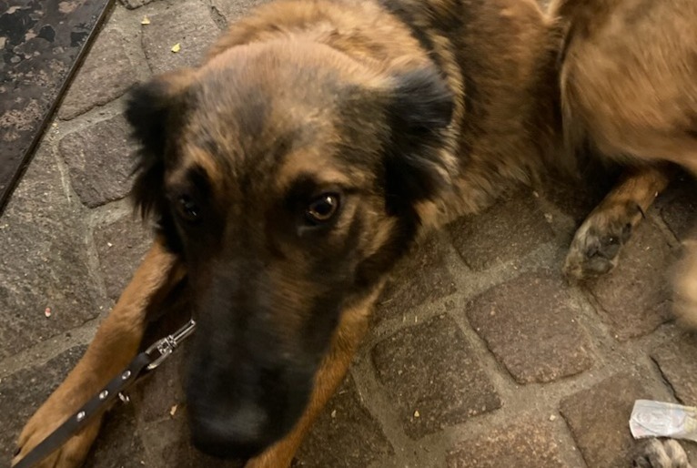 Alerta de Desaparición Perro cruce Hembra , 1 años Châteauroux-les-Alpes Francia