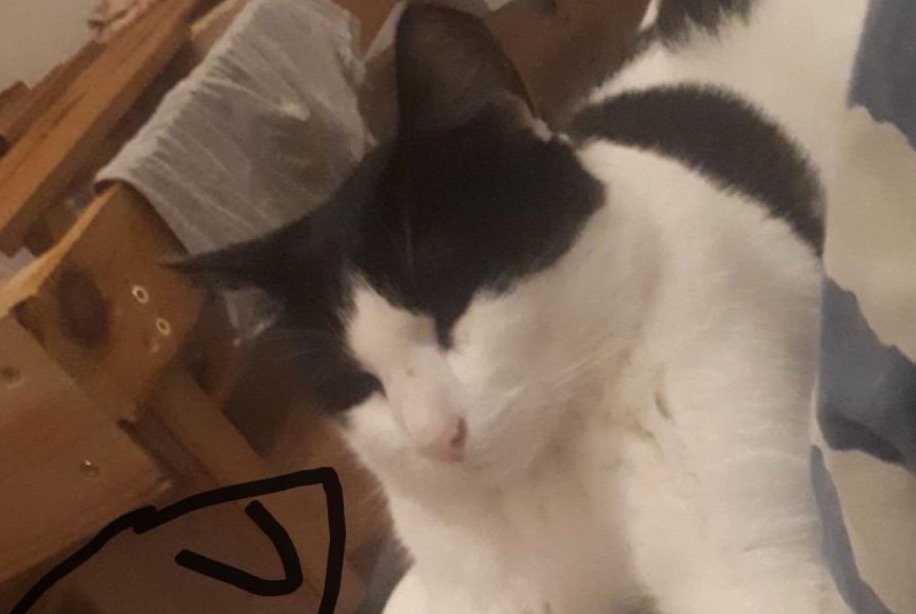 Alerta de Desaparición Gato Macho , 6 años Marseille Francia