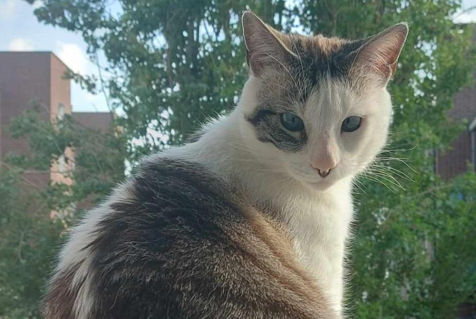 Alerta de Desaparición Gato Macho , 4 años Trébeurden Francia