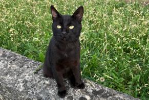 Alerta de Desaparición Gato Macho , 5 años Colombes Francia