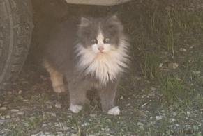 Alerta de Hallazgo Gato Hembra Monteux Francia