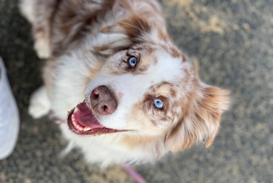 Alerta de Desaparición Perro  Hembra , 9 años Capbreton Francia