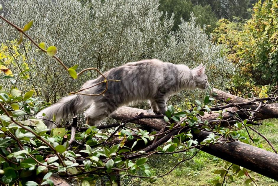 Alerta de Desaparición Gato cruce Hembra , 1 años Sébazac-Concourès Francia