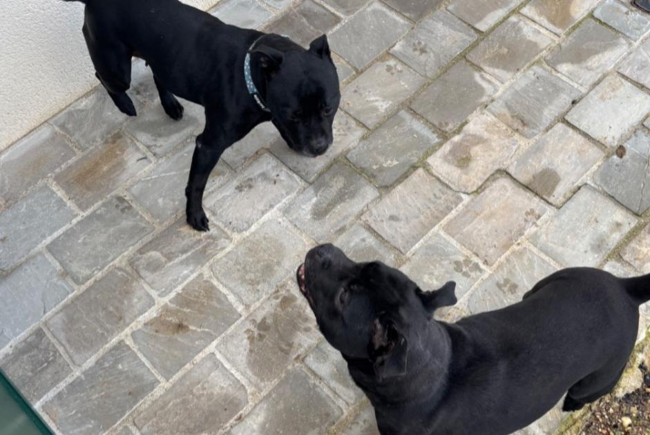 Alerta de Hallazgo Perro  Hembra Birieux Francia