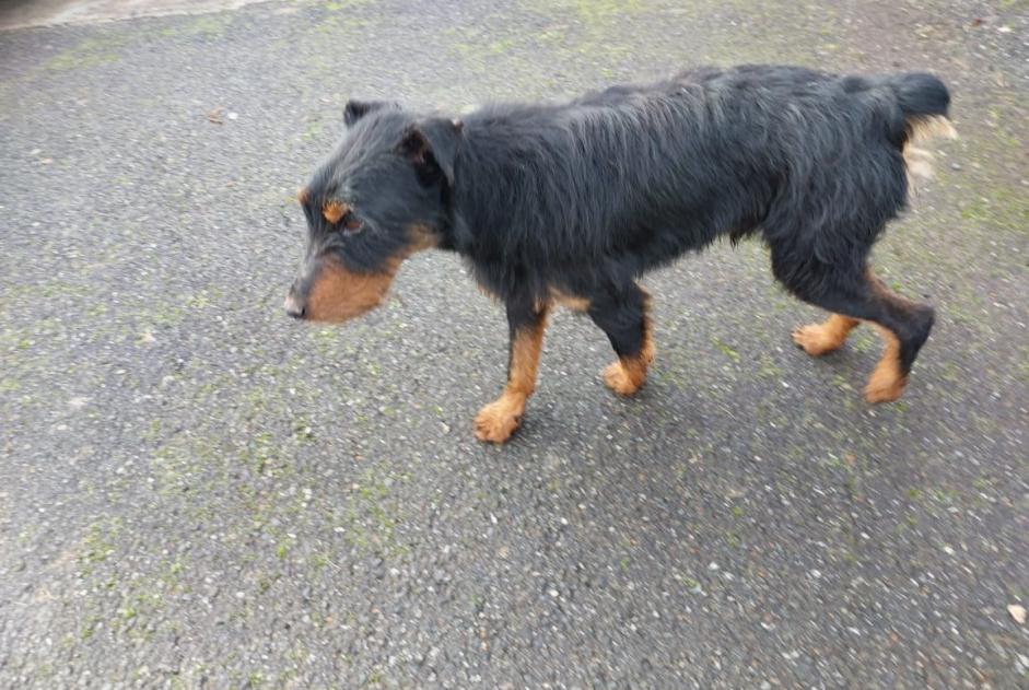 Alerta de Hallazgo Perro Desconocido Beyrie-en-Béarn Francia