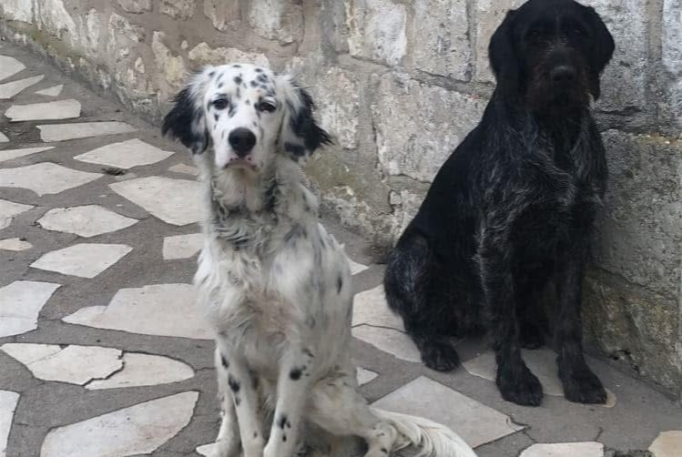 Alerta de Desaparición Perro  Macho , 6 años Huismes Francia