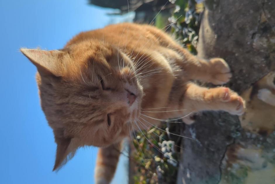 Alerta de Hallazgo Gato Desconocido Saint-Léonard Francia