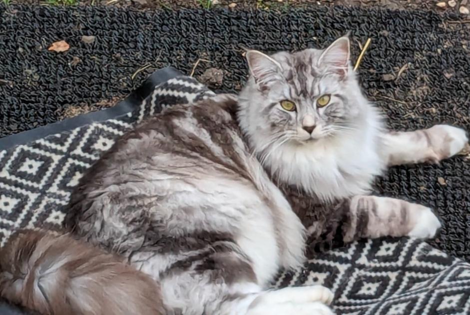 Alerta de Desaparición Gato cruce Macho , 3 años Sucy-en-Brie Francia