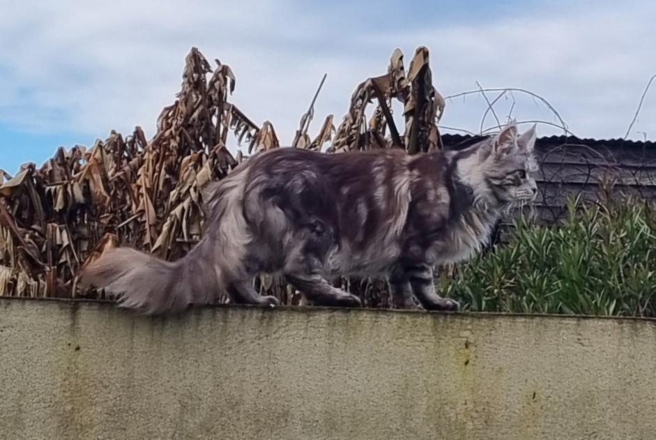 Alerta de Desaparición Gato  Hembra , 6 años Falleron Francia