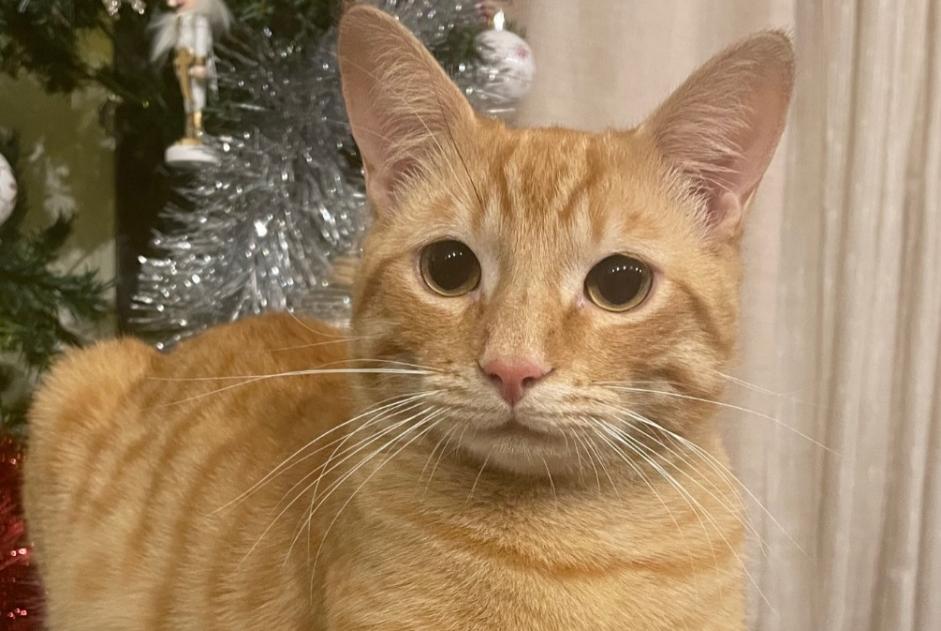 Alerta de Desaparición Gato cruce Macho , 1 años Villeneuve-la-Comtesse Francia