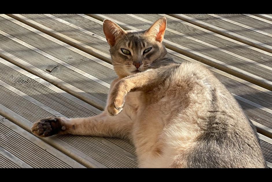 Alerta de Desaparición Gato  Macho , 9 años La Fouillade Francia