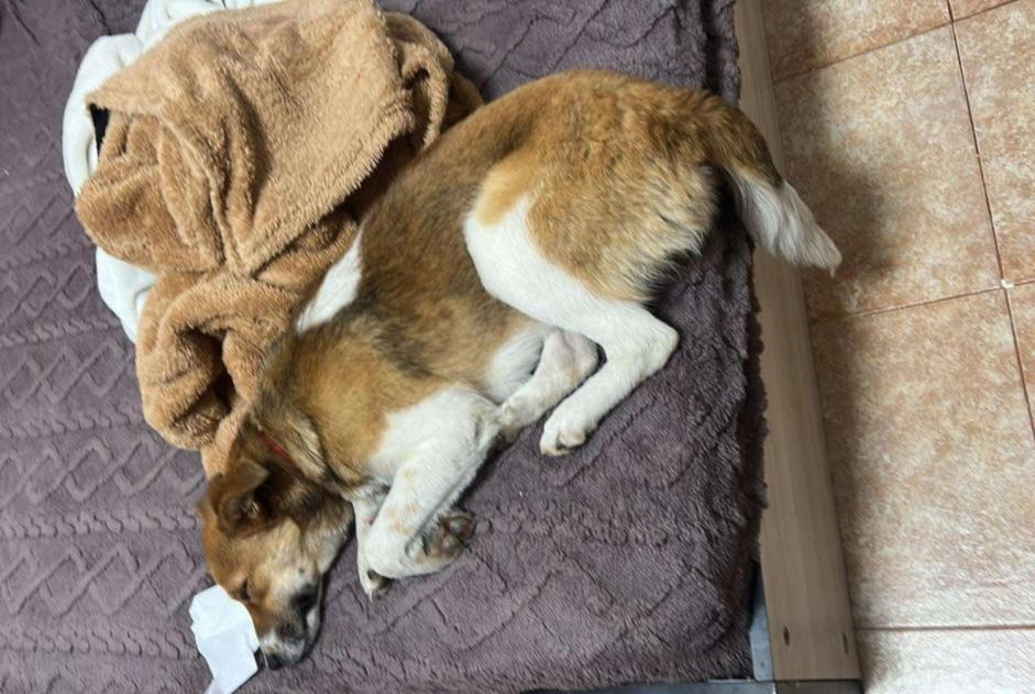 Alerta de Desaparición Perro cruce Hembra , 1 años Dunkerque Francia