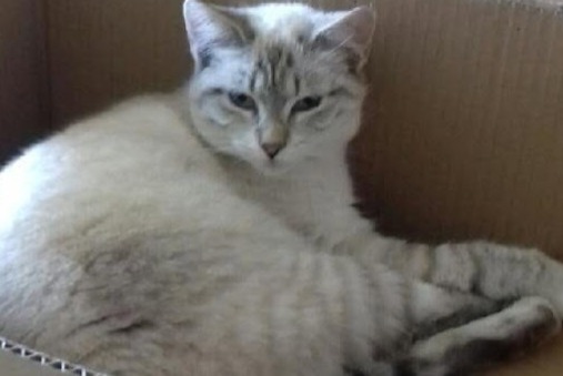 Alerta de Desaparición Gato Macho , 1 años Charvieu-Chavagneux Francia