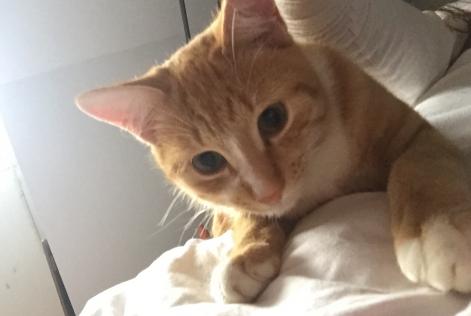 Alerte Disparition Chat Mâle , 8 ans Le Temple-de-Bretagne France