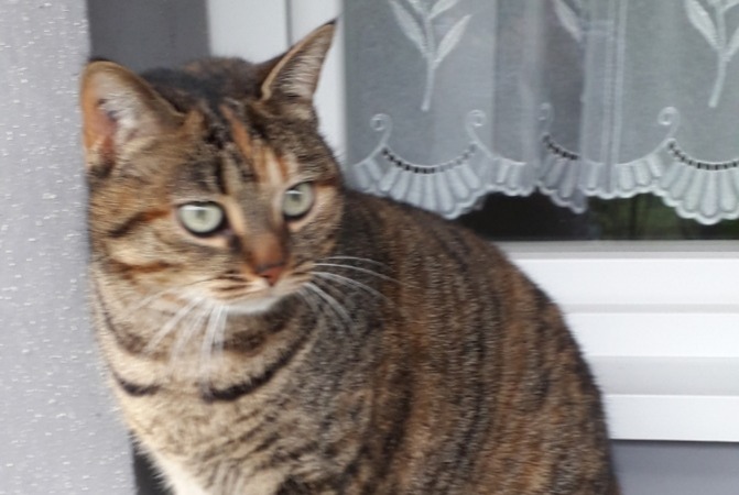 Alerte Disparition Chat  Femelle , 8 ans Faches-Thumesnil France