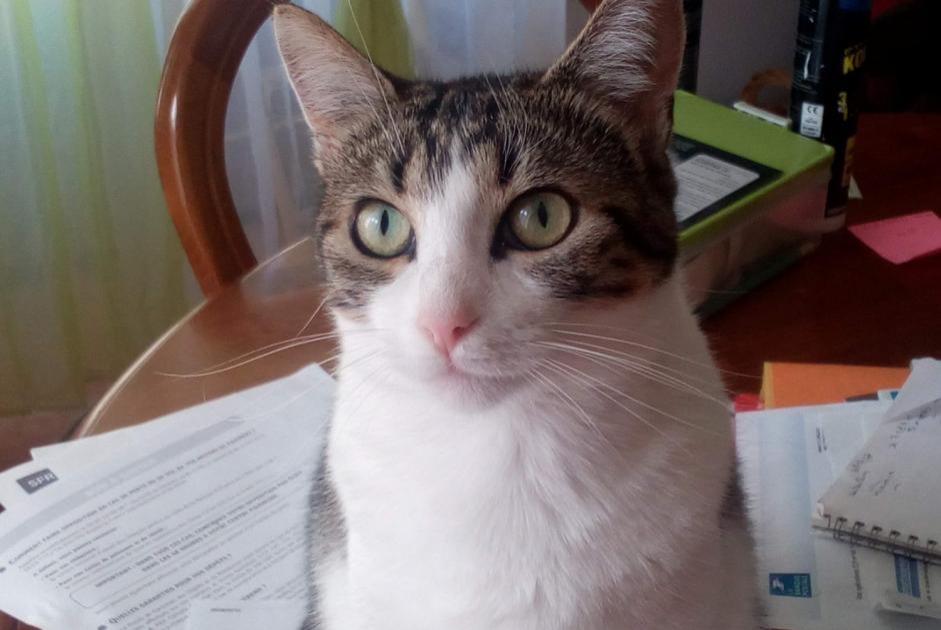 Alerte Disparition Chat  Femelle , 9 ans Gours France