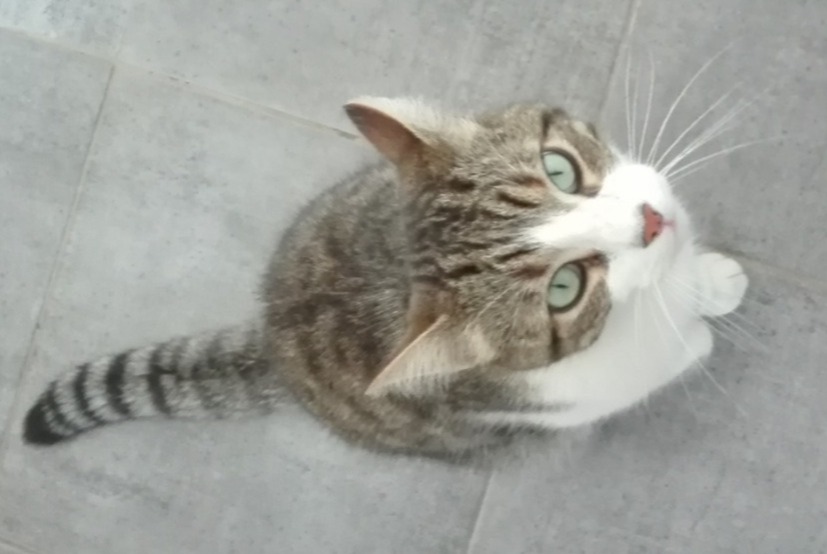 Alerte Disparition Chat  Mâle , 9 ans Vertou France