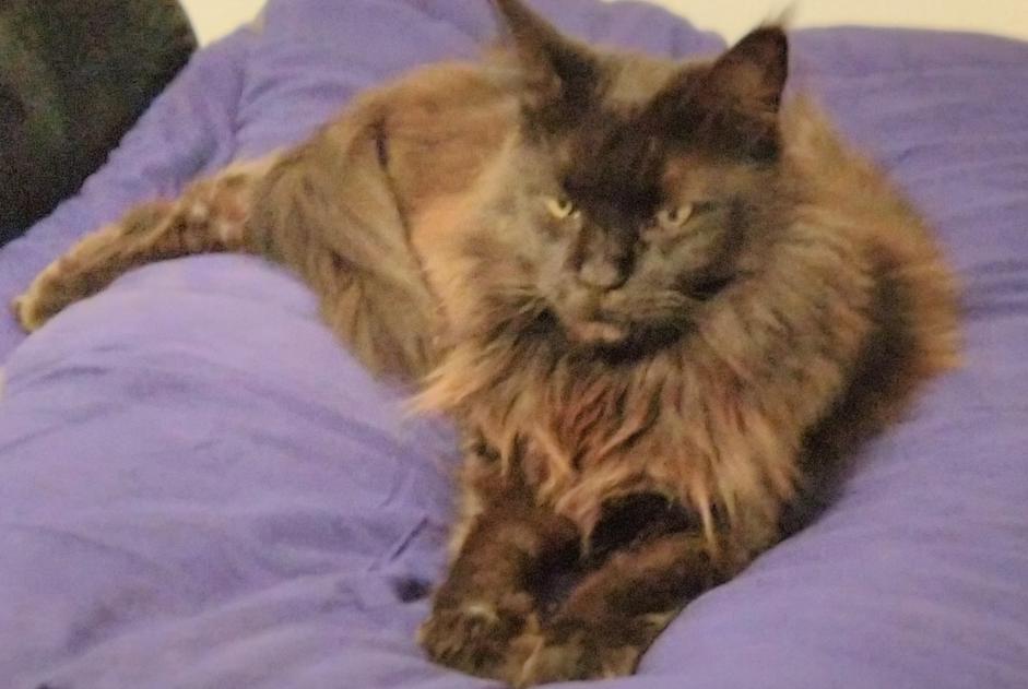 Alerte Disparition Chat  Femelle , 10 ans Le Beausset France